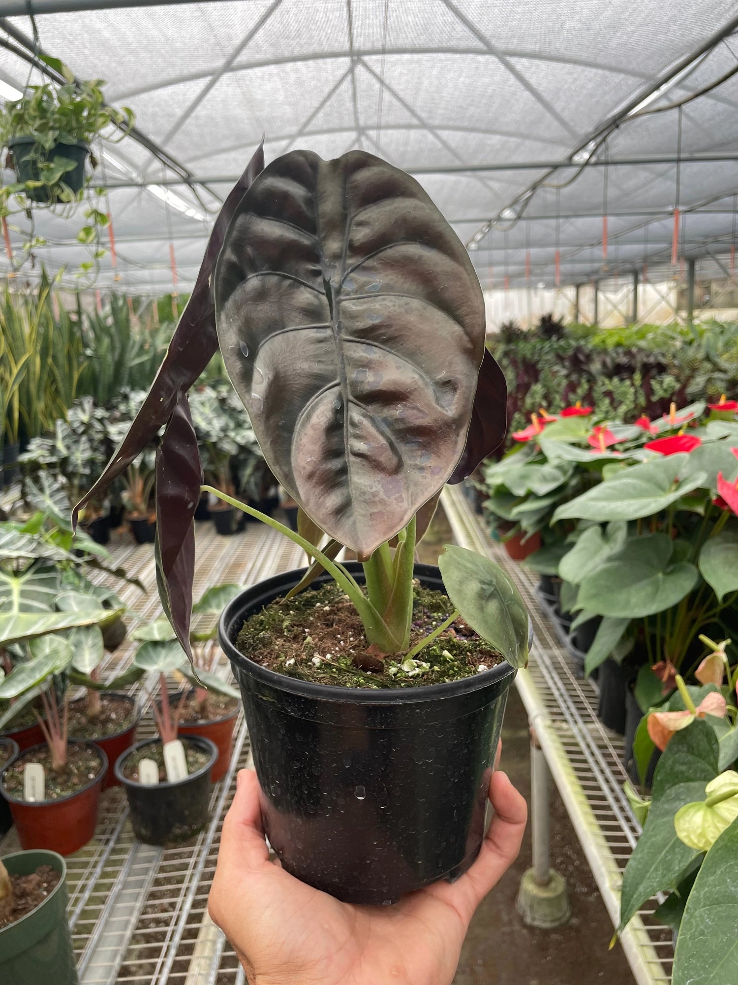 ALOCASIA