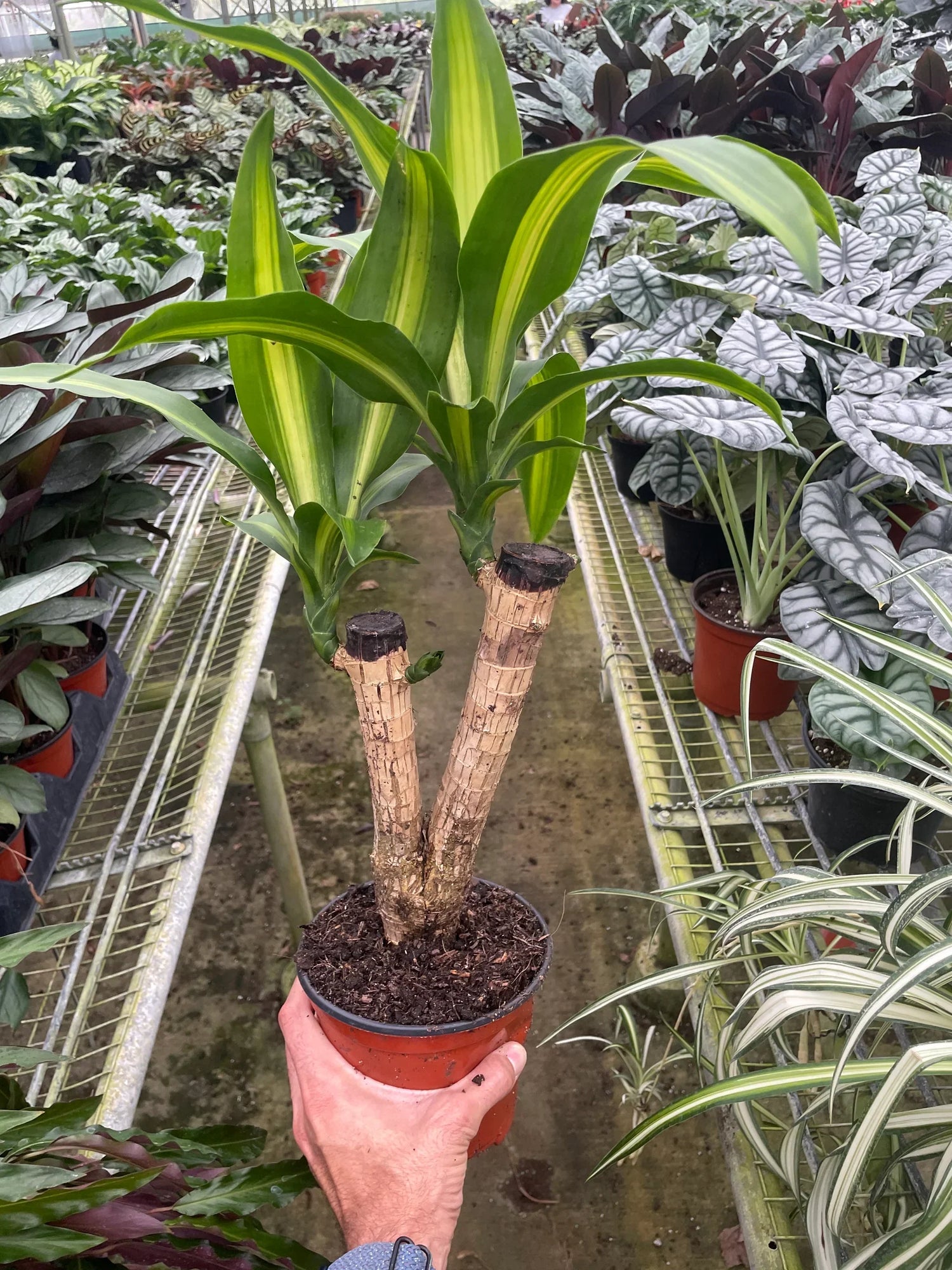 DRACAENA