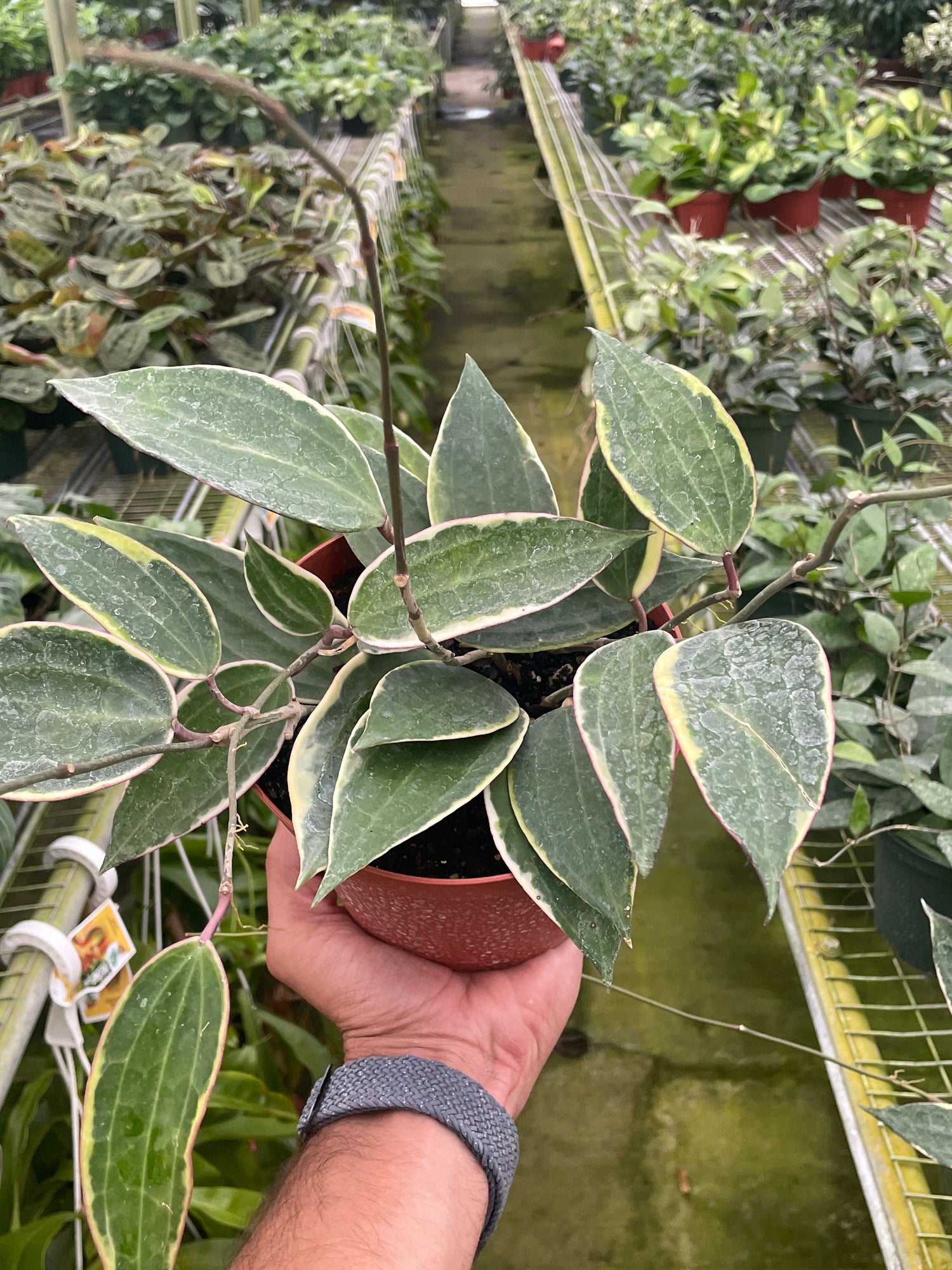 HOYA