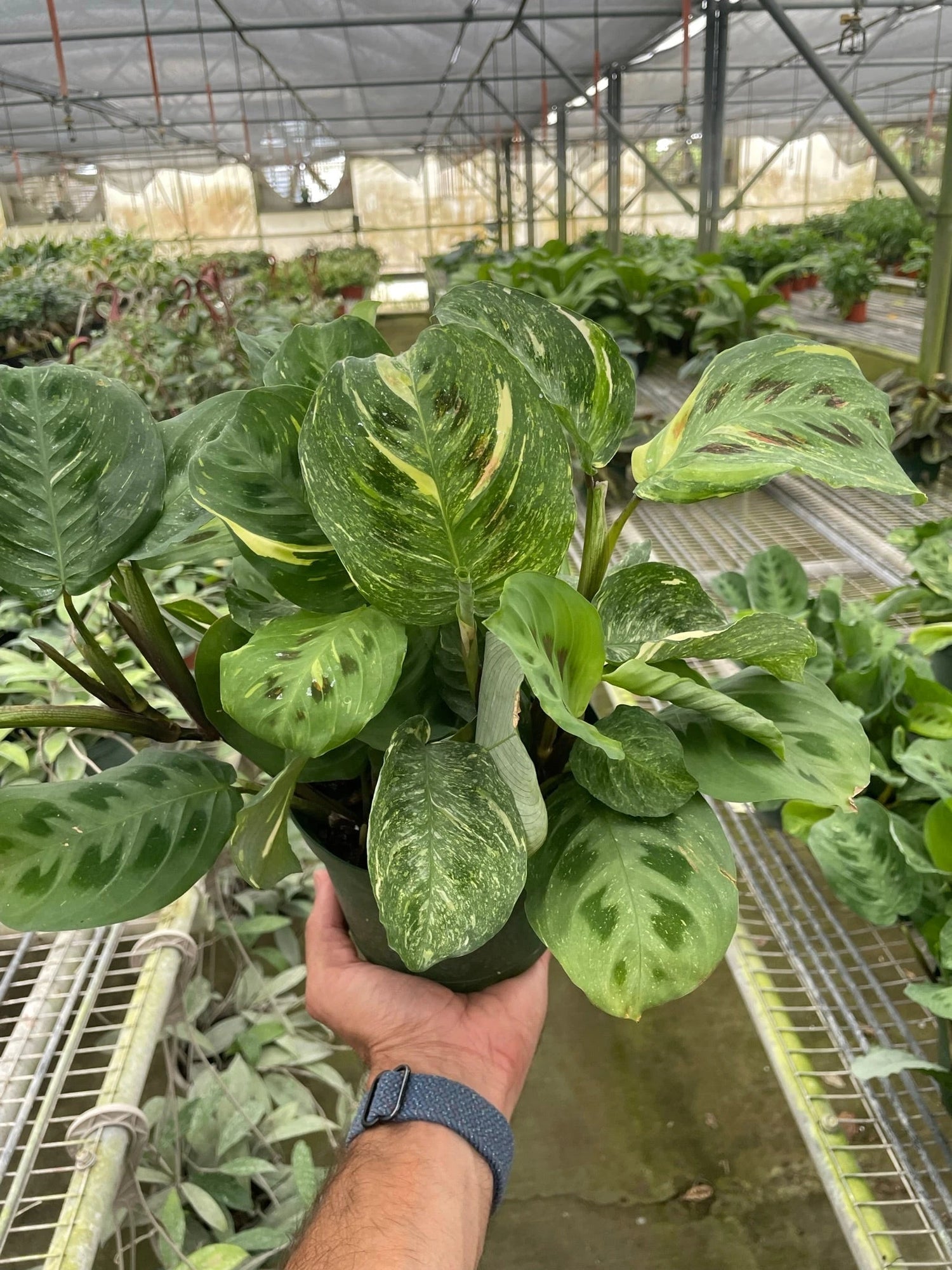 MARANTA