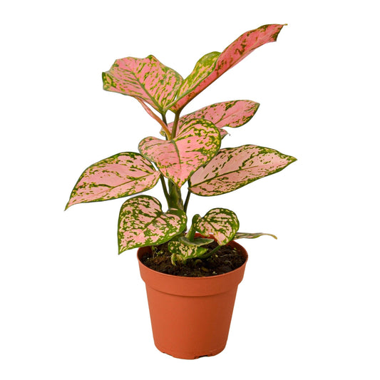 Chinese Evergreen 'Lady Valentine' 4 inch