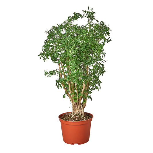 Aralia Ming Stump Plant