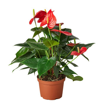 Anthurium 'Red'