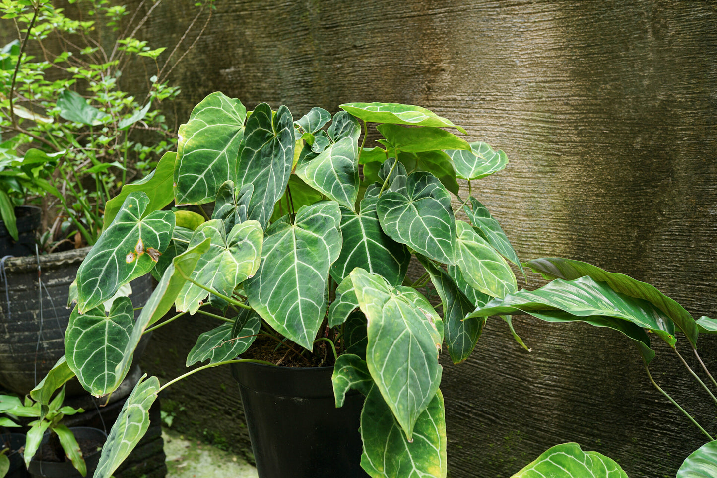 Anthurium Crystallinum