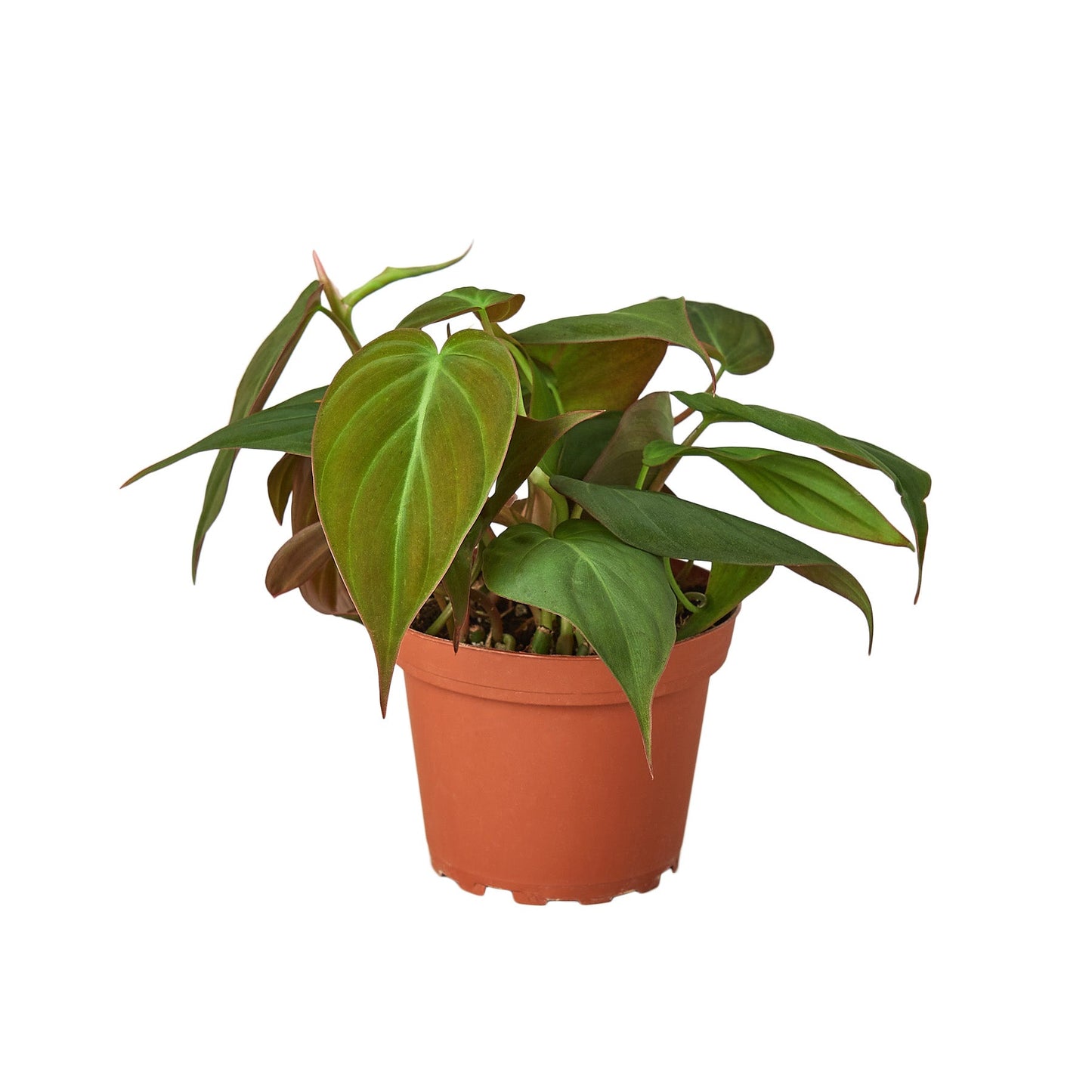 Philodendron 'Velvet'