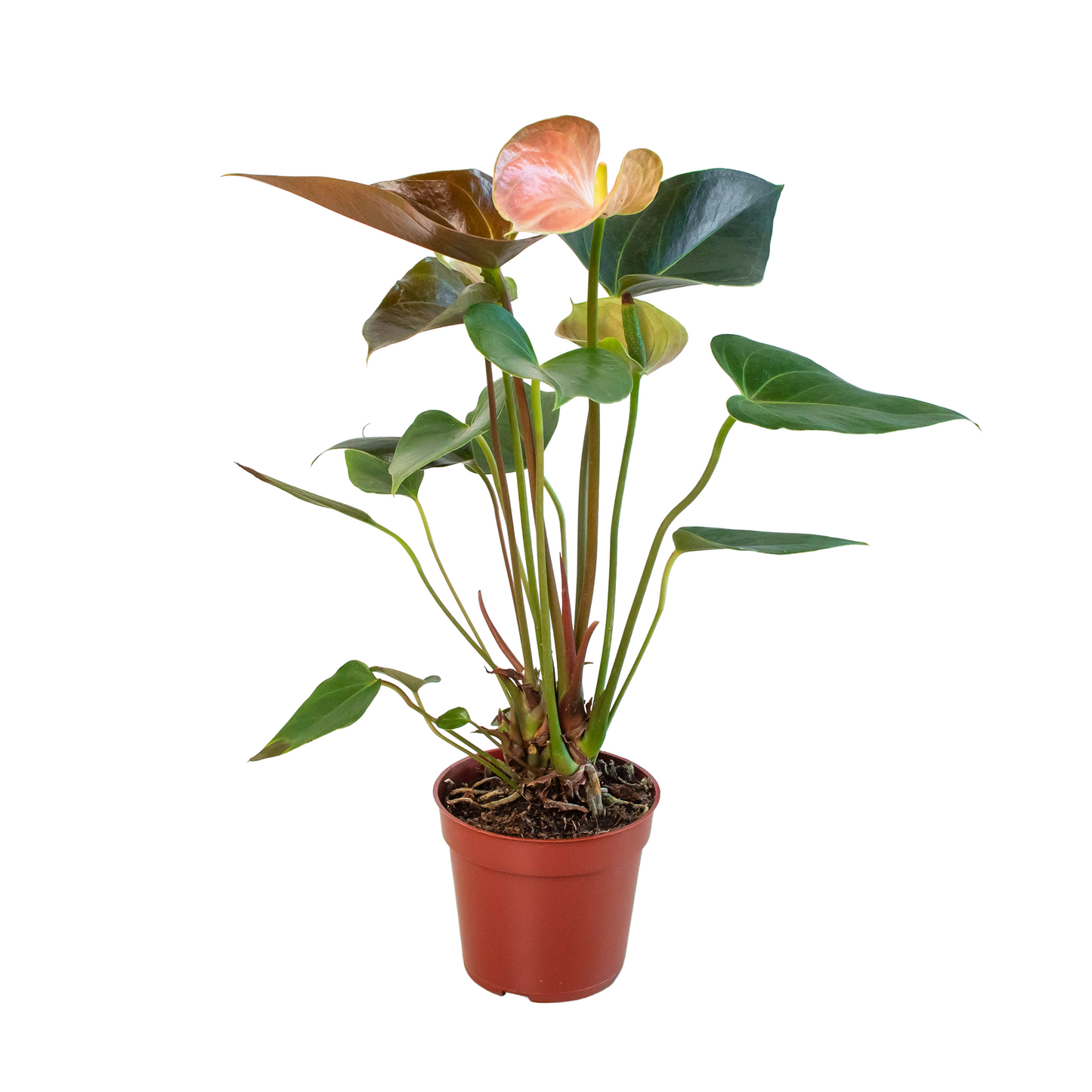 2 Anthurium Variety Pack - 4" Pots