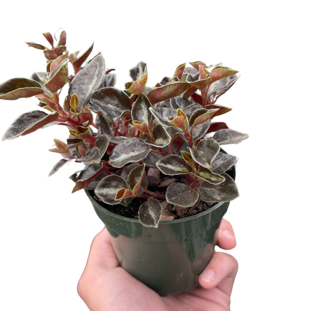 Peperomia 'Metallica'