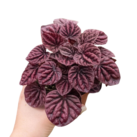 Peperomia 'Ripple Red'