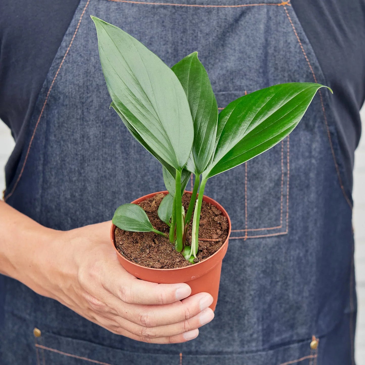 Philodendron 'Dragon Tail'