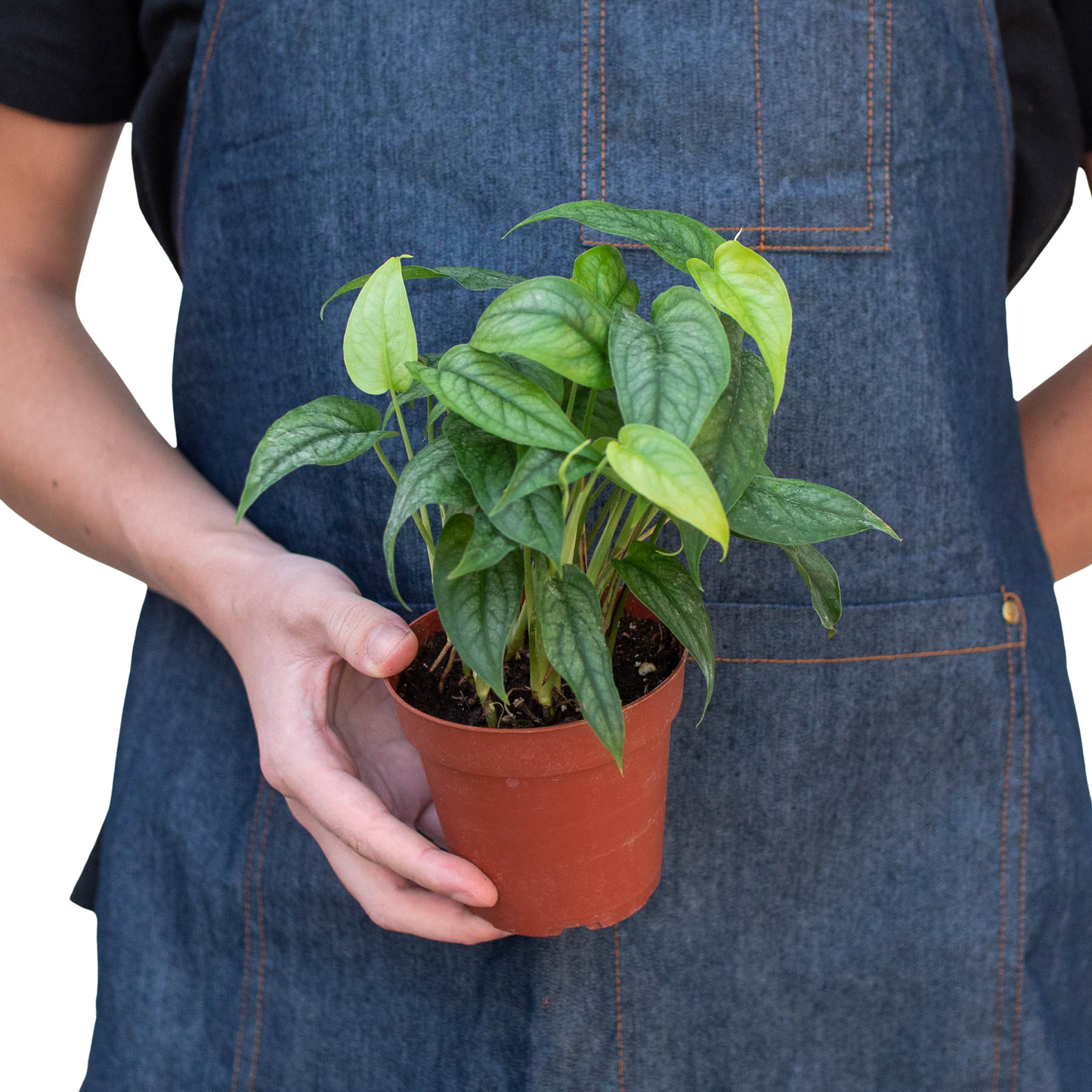 2 Philodendron Variety Pack - 4" Pots