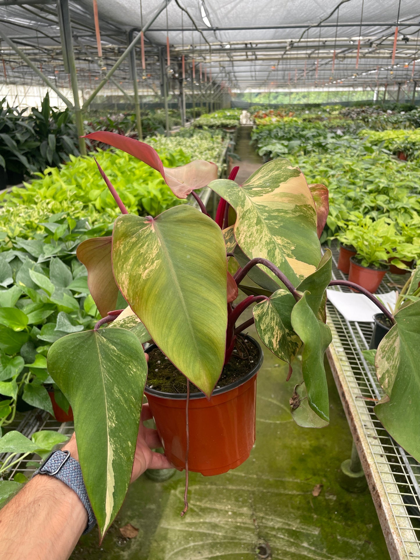 2 Philodendron Variety Pack - 4" Pots