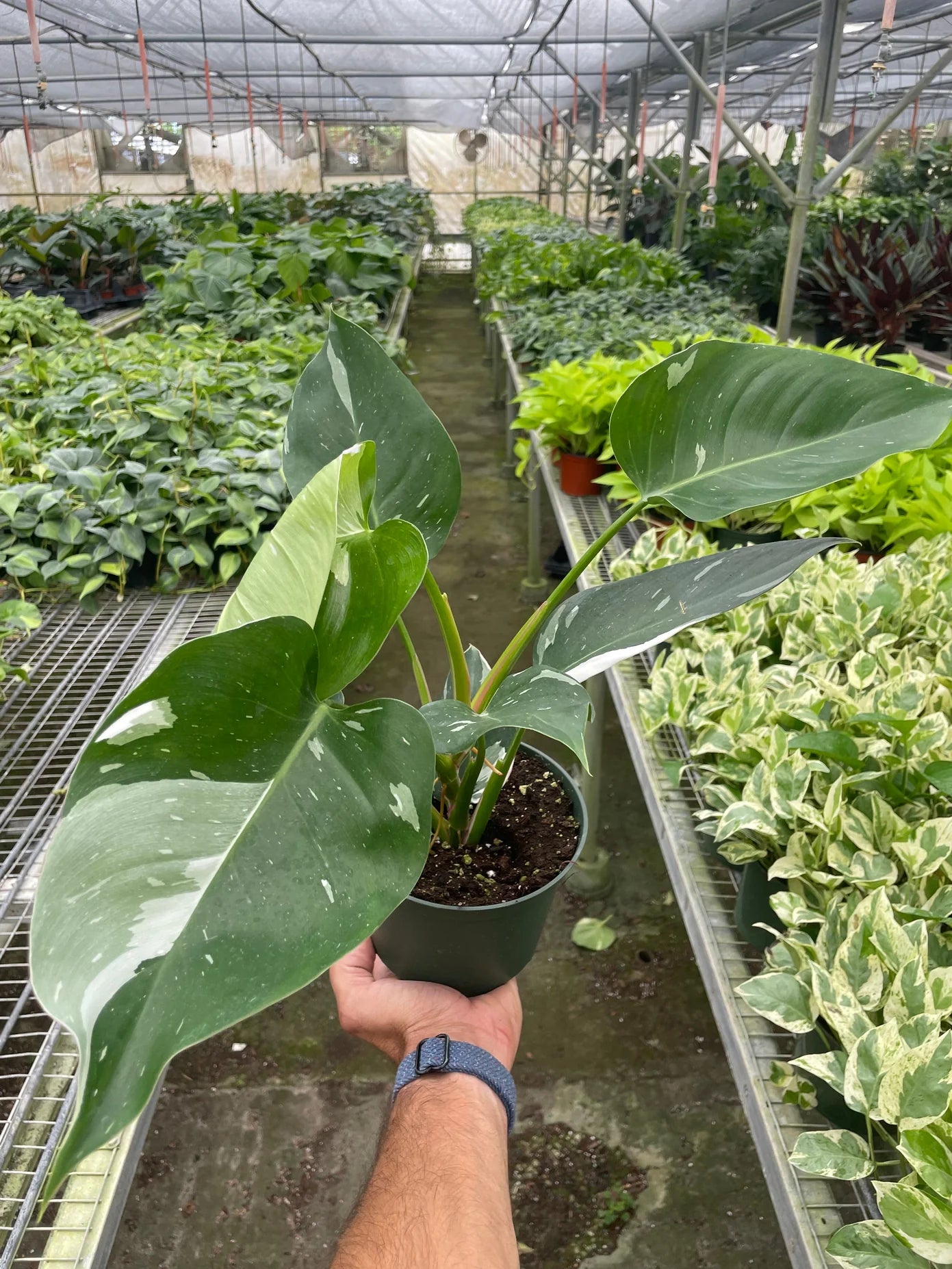 2 Philodendron Variety Pack - 4" Pots